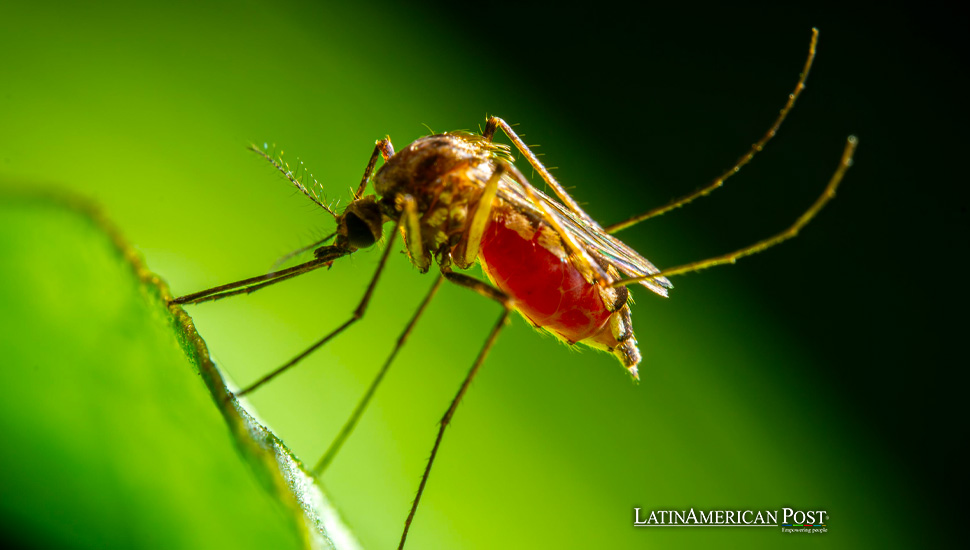 La emergencia por el dengue en Río ensombrece los espíritus festivos del Carnaval