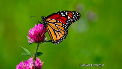 Monarch Butterflies Numbers in Stark Decline in Mexico’s Wintering Areas