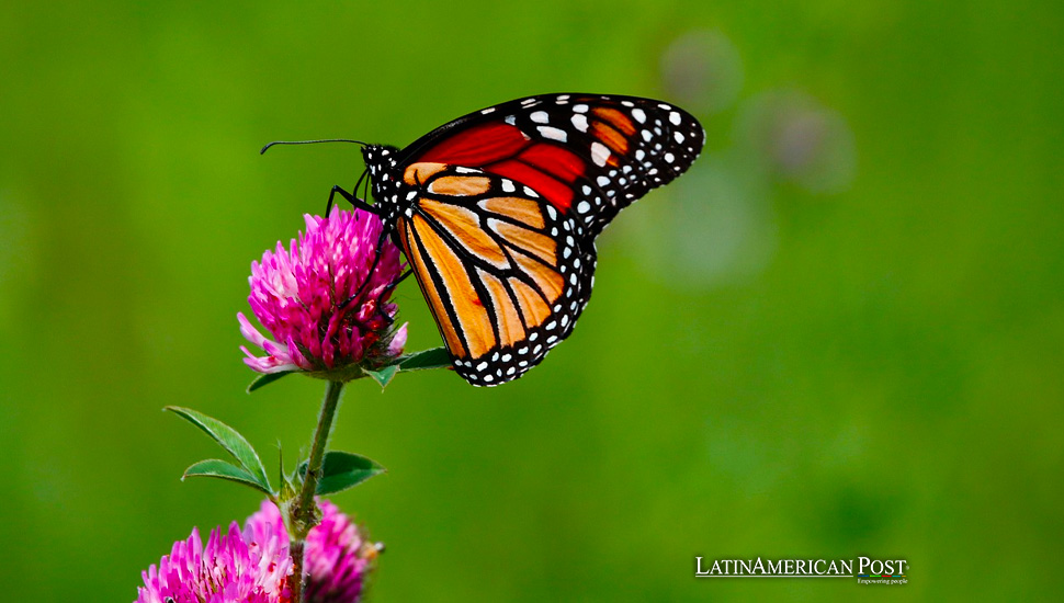 El número de mariposas monarca está en marcado descenso en las zonas de invernada de México