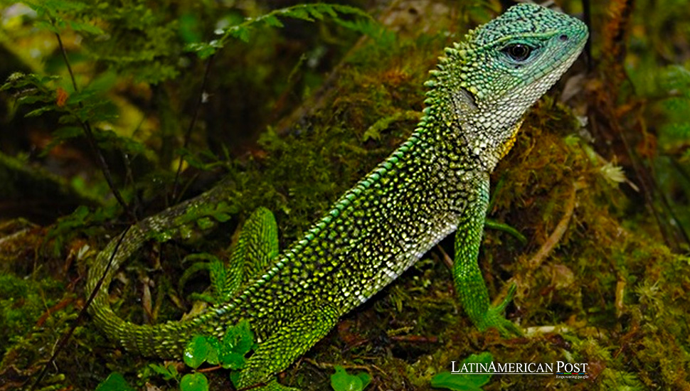 A New Lizard Species Discovered in Peru Named in Tribute to Iron Maiden Singer