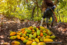 Cocoa farmer