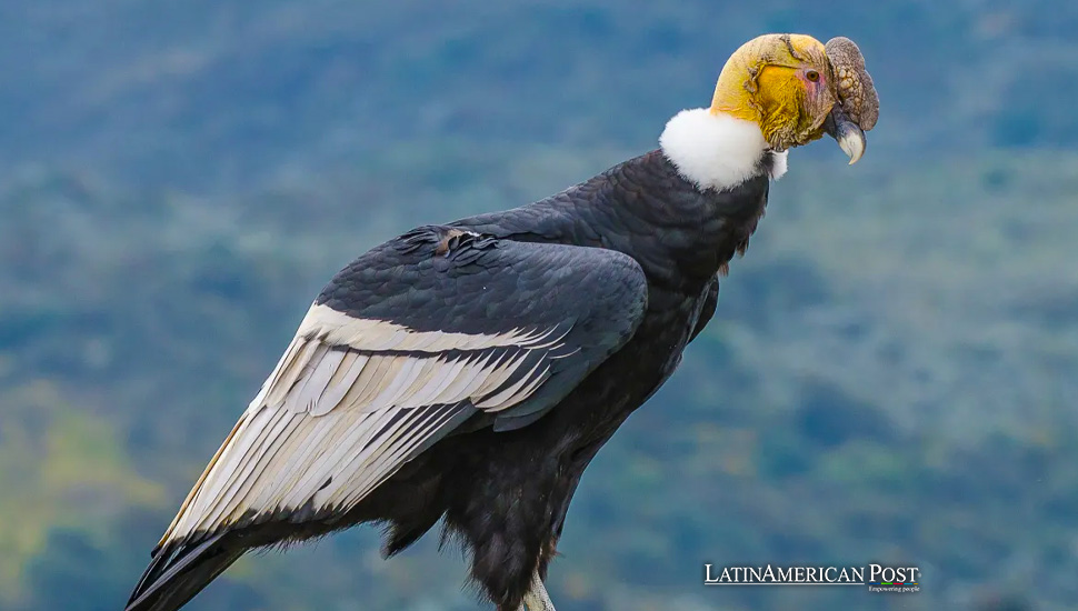 El ambicioso esfuerzo de Chile para reintroducir el cóndor