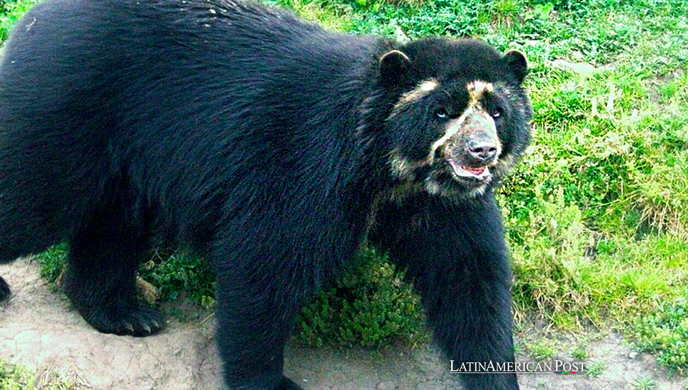 Productores de café colombianos promueven la protección del Oso Andino buscando conservación