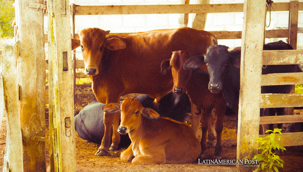 Mysterious Cattle Deaths in Mexico Prompt Urgent Agricultural Investigation