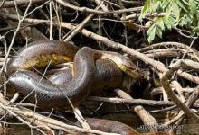 Nueva especie de anaconda gigante descubierta en la Amazonía ecuatoriana se encuentra entre las más grandes del mundo