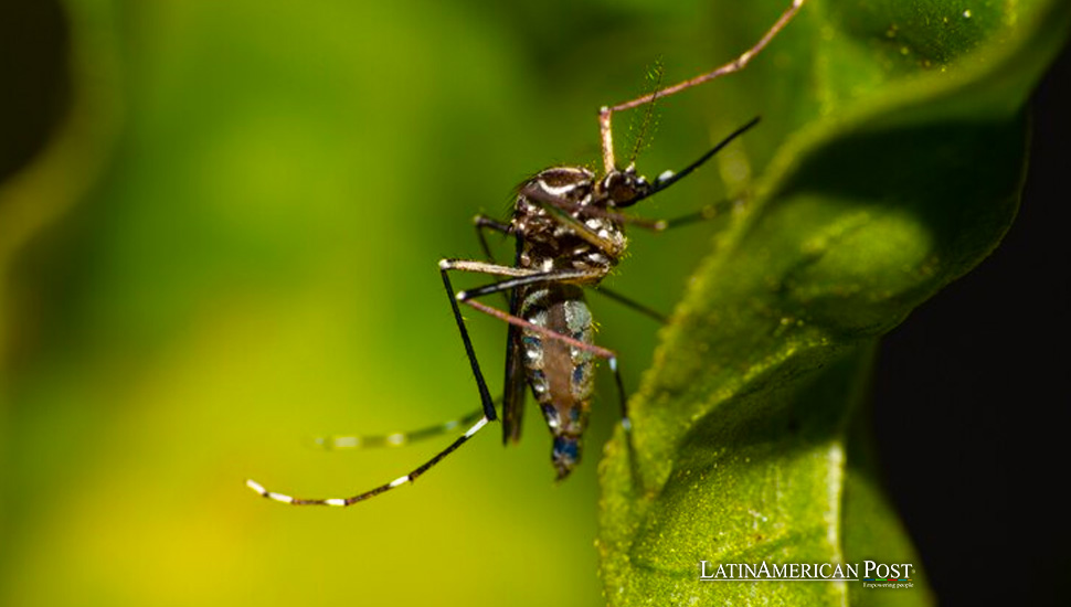 Peru Battles Dengue Outbreak Declaring Health Emergency: A Wake-Up Call for Latin America