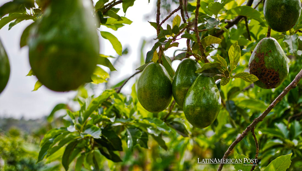 The U.S.-Mexico Avocado Trade’s Environmental Challenge to Safeguard Sustainability 