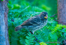 Restaurar Floreana es un esfuerzo de conservación monumental en las Islas Galápagos de Ecuador