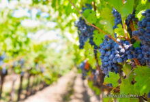 Viñedos chilenos: Fusionando tradición e innovación en la elaboración del vino