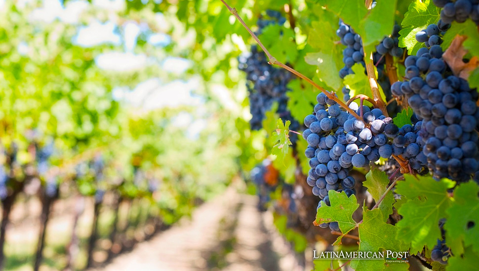 Viñedos chilenos: Fusionando tradición e innovación en la elaboración del vino