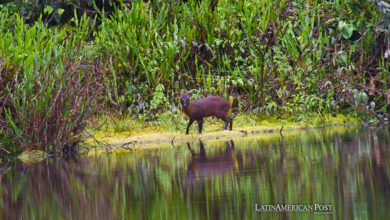 Fotografía difundida por el Servicio Nacional de Áreas Naturales Protegidas por el Estado de Perú (Sernanp) de una especie de venado enano o sacha cabra, denominada localmente como pudú