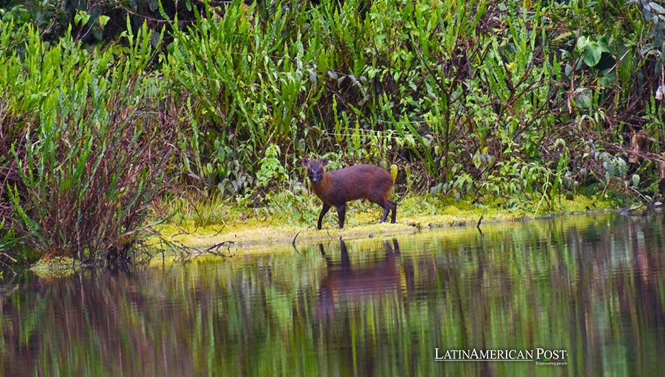 Una nueva especie de venado descubierta en los bosques del Perú