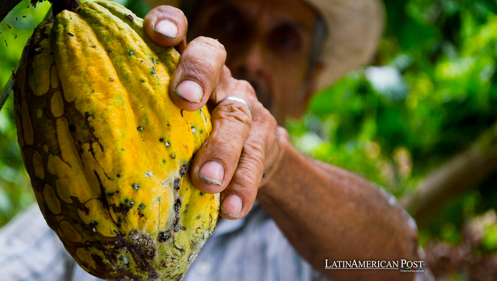 El viaje comercial del cacao por América Latina abarca más de 5.000 años