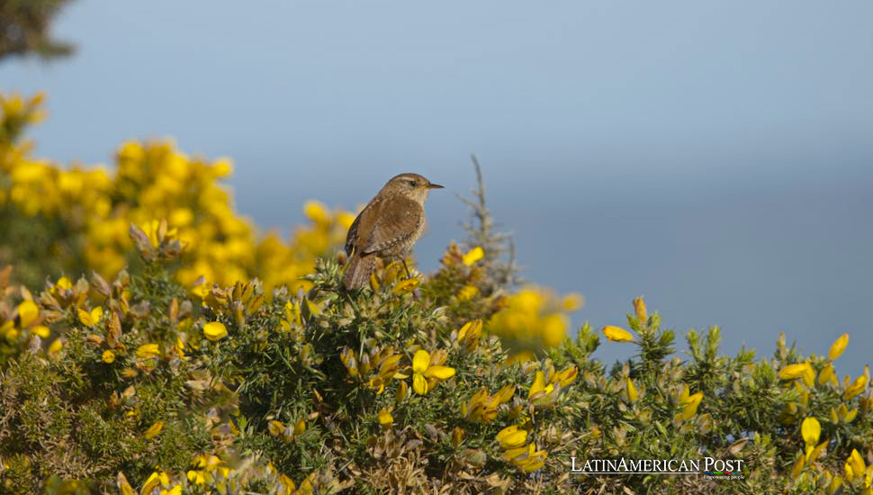 Winged Wonders: A Birdwatching Odyssey in Latin America