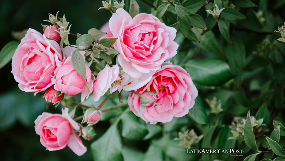 Ecuador’s Flower Industry Blooms Amidst Challenges