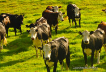La crisis de deforestación en Brasil vinculada a la producción de carne de res