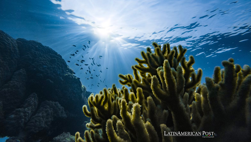 Dissecting El Niño’s Impact on Mexico’s Marine Life and Beyond