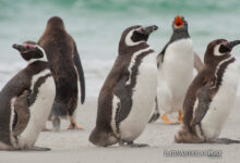 Pingüinos Magallanes