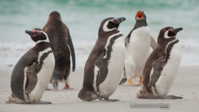 Pingüinos Magallanes
