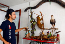 El taxidermista Miguel Vargas muestra varios animales disecados en su estudio, el 13 de marzo de 2024, en Bogotá (Colombia).
