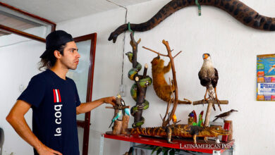 El taxidermista Miguel Vargas muestra varios animales disecados en su estudio, el 13 de marzo de 2024, en Bogotá (Colombia).