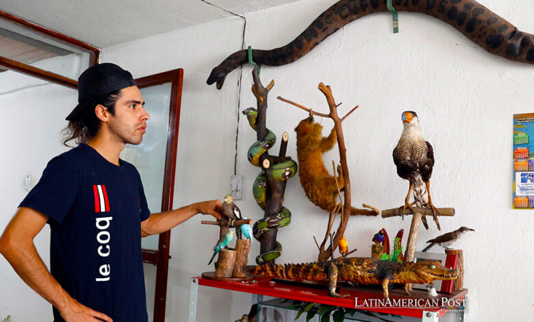 El taxidermista Miguel Vargas muestra varios animales disecados en su estudio, el 13 de marzo de 2024, en Bogotá (Colombia).