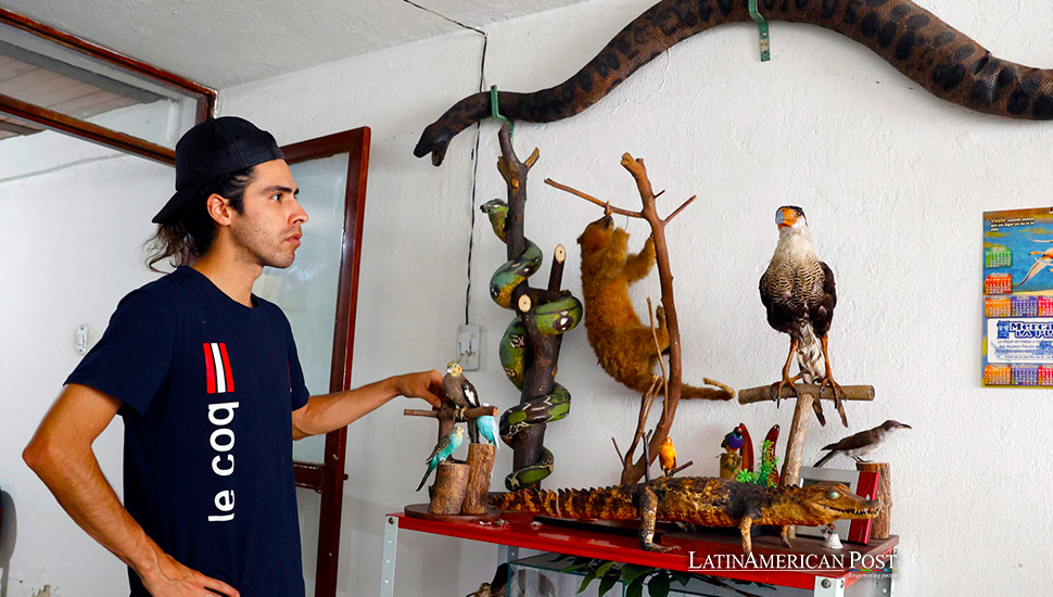 El negocio de la preservación de mascotas: la taxidermia encuentra mercado en Colombia