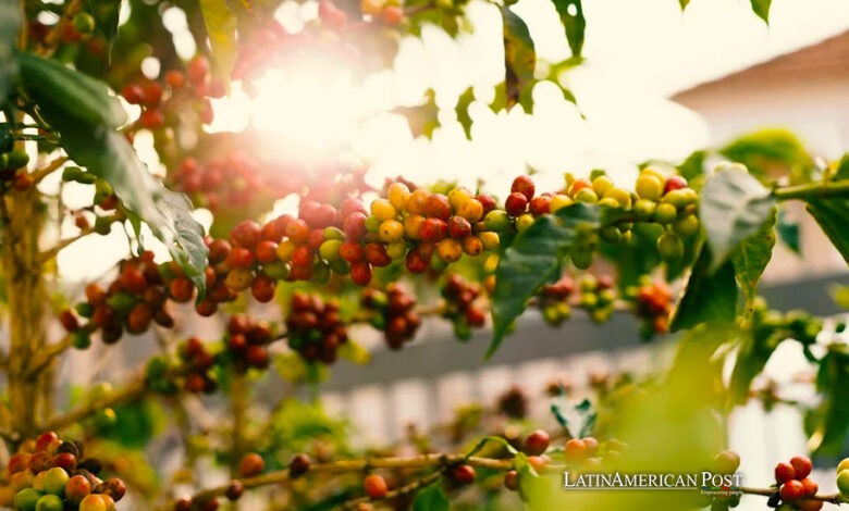 Planta de café