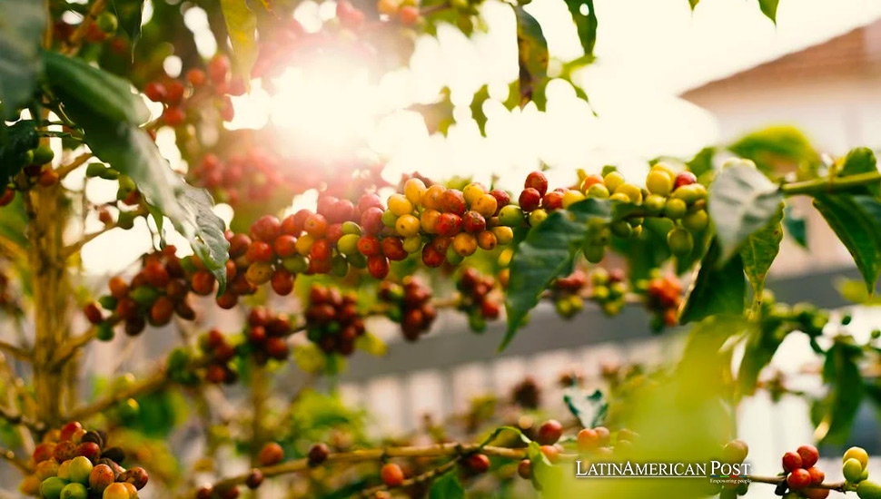 Brazil’s Coffee Surge: Echoes of Latin America’s Agrarian Shift