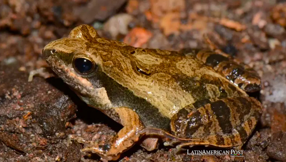 New Frog Species Named After Argentinean Ex-President Cristina Fernández