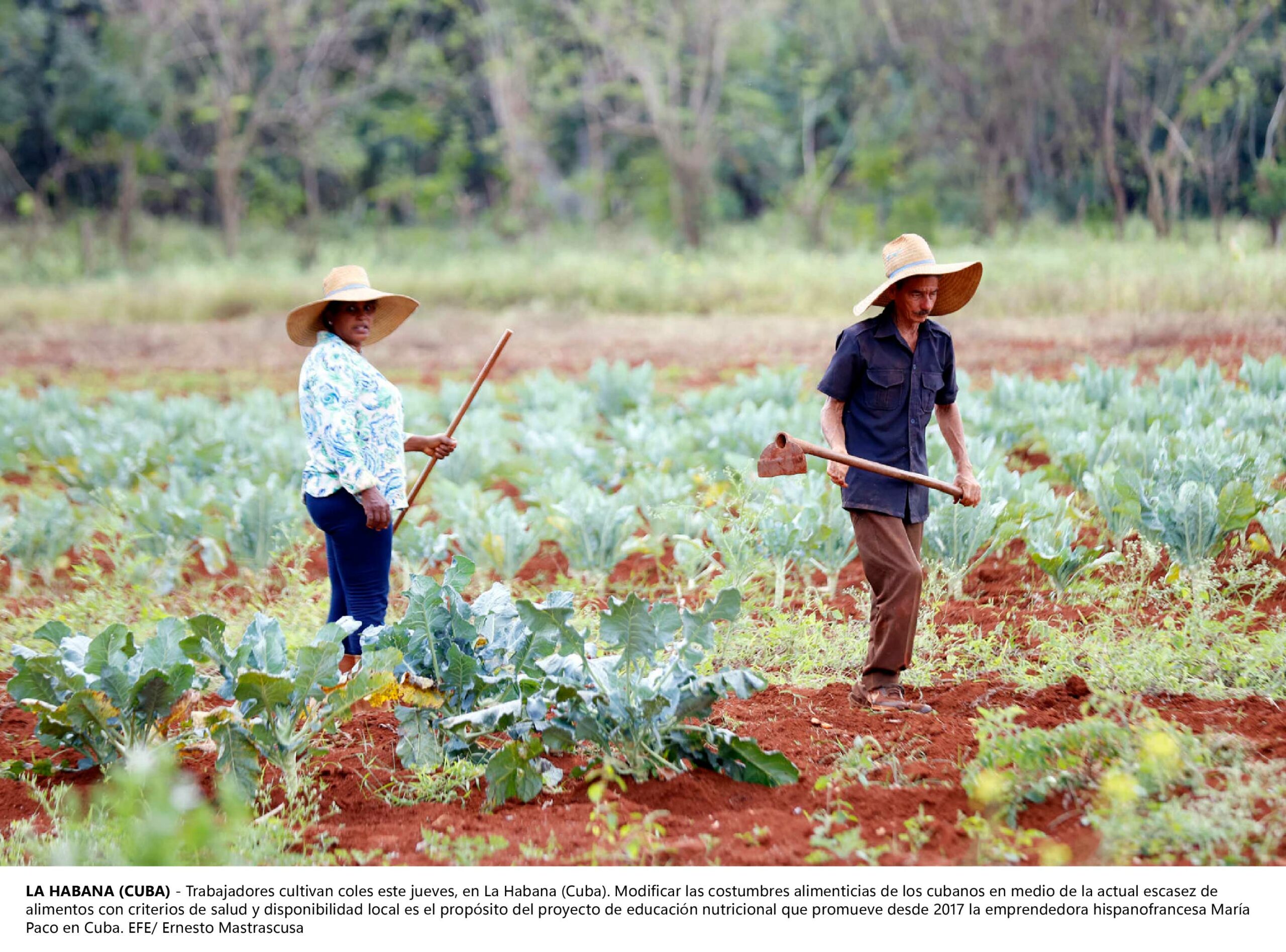 Sembrando esperanza: la agricultura urbana transforma Medellín, Colombia