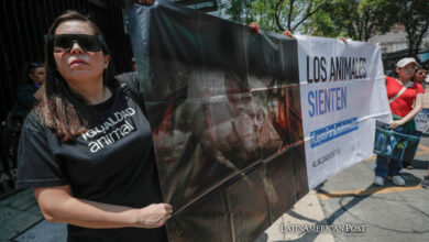 Activistas defensores de los animales protestan a las afueras del Senado de la República este jueves, en la Ciudad de México (México).