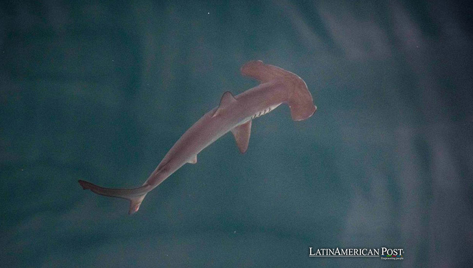 ejemplar juvenil de tiburón martillo liso (sphyrna zygaena) en una pequeña bahía de la isla Isabela, la más grande de las Islas Galápagos (Ecuador).