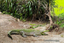 Fotografía que muestra a un cocodrilo en las instalaciones del zoológico Simón Bolivar, este sábado en San José (Costa Rica).