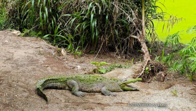 Fotografía que muestra a un cocodrilo en las instalaciones del zoológico Simón Bolivar, este sábado en San José (Costa Rica).