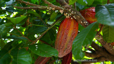 Fotografía de una planta de cacao el 19 de abril de 2024 en el distrito de Pajarillo, ubicado en el departamento amazónico de San Martín (Perú).