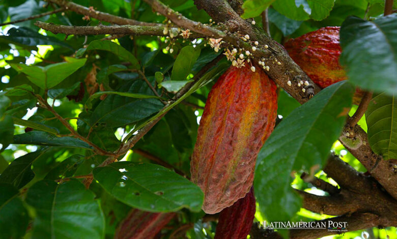 Fotografía de una planta de cacao el 19 de abril de 2024 en el distrito de Pajarillo, ubicado en el departamento amazónico de San Martín (Perú).