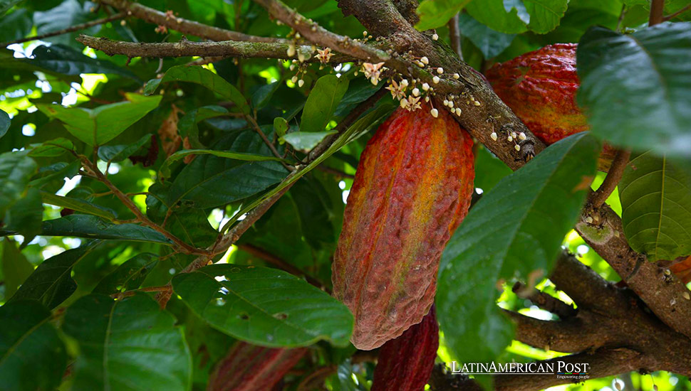 Record High Cocoa Prices Drive Sustainable Farming in Peru’s Amazon