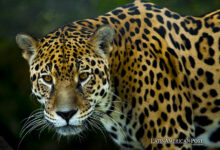 Argentine Scientists and Greenpeace Unite to Save Jaguars in Gran Chaco