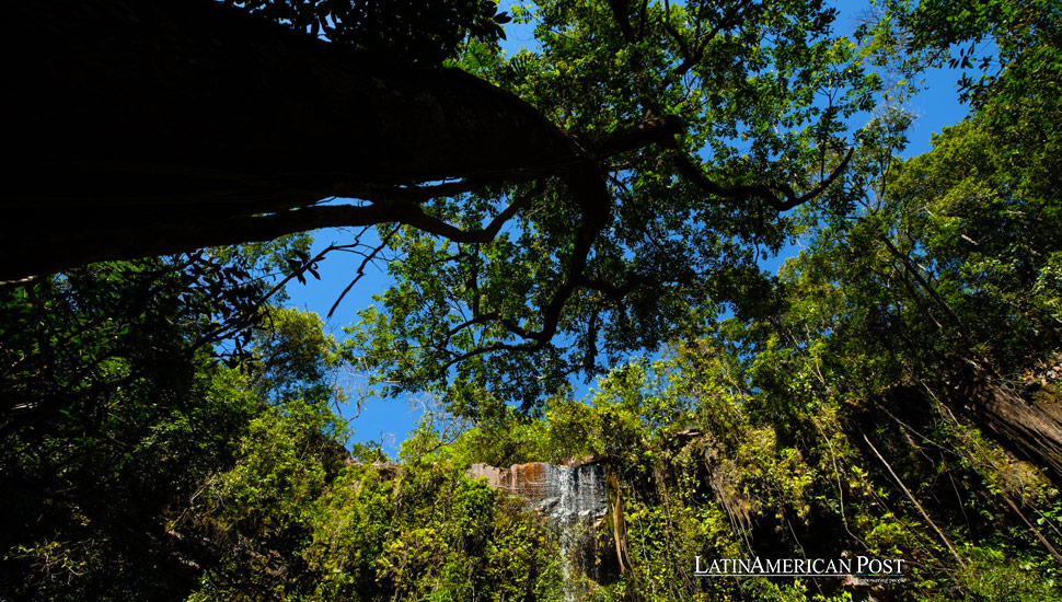 Brazil’s Atlantic Forest Faces Continued Threats Despite Decrease in Deforestation