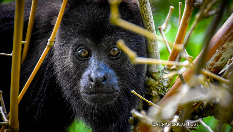 The Death of 157 Howler Monkeys in Mexico Sparks Urgent Conservation Efforts