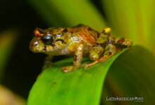 New Frog Species Discovered in Ecuador Honors Conservationist Norma Ewing