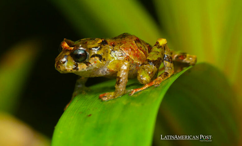Fotografía cedida por el Instituto Nacional de Biodiversidad (Inabio) que muestra una nueva especie de rana, este jueves en Quito (Ecuador).