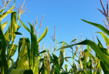 Argentina iniciará exportaciones de maíz a China en julio de 2024