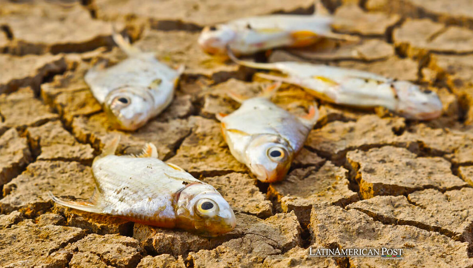 Drought Devastation in Mexico Leads to Mass Fish Deaths and Rural Exodus