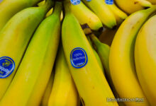 Chiquita declarada responsable de financiar grupo paramilitar colombiano