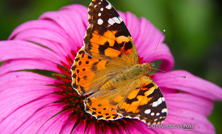 El descubrimiento de la Guayana Francesa revela el épico viaje transatlántico de las mariposas