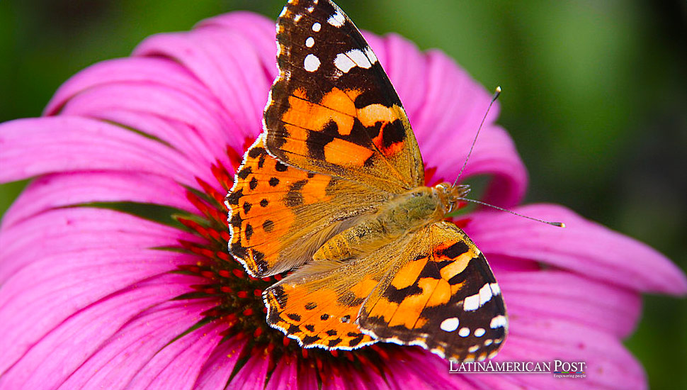 French Guiana Discovery Reveals Butterflies’ Epic Transatlantic Journey