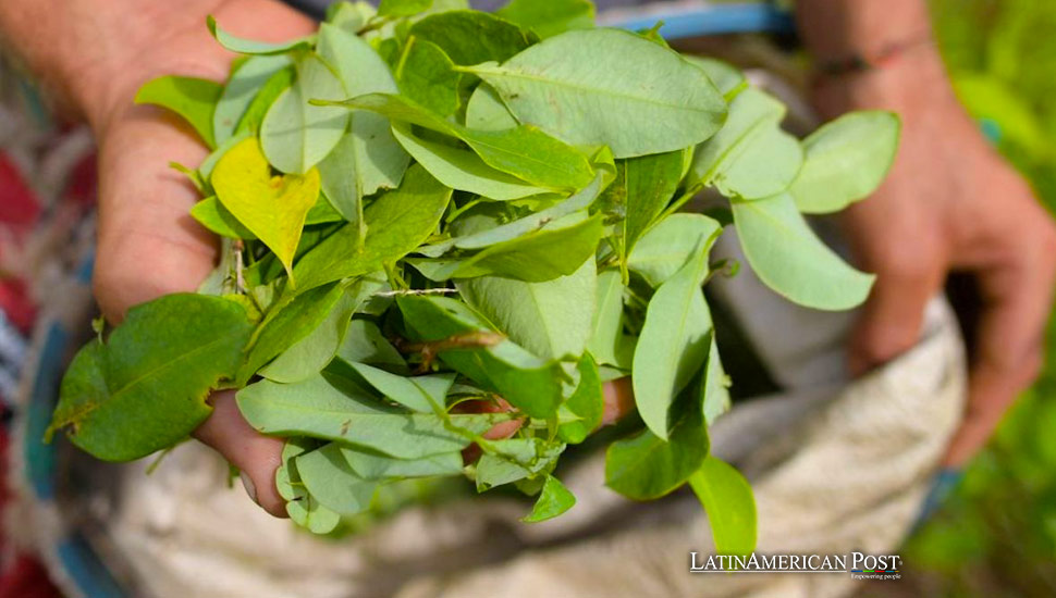 Perú ve declive en el cultivo de coca después de ocho años de aumento