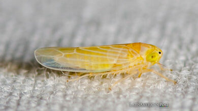 Corn Leafhopper (Dalbulus maidis)